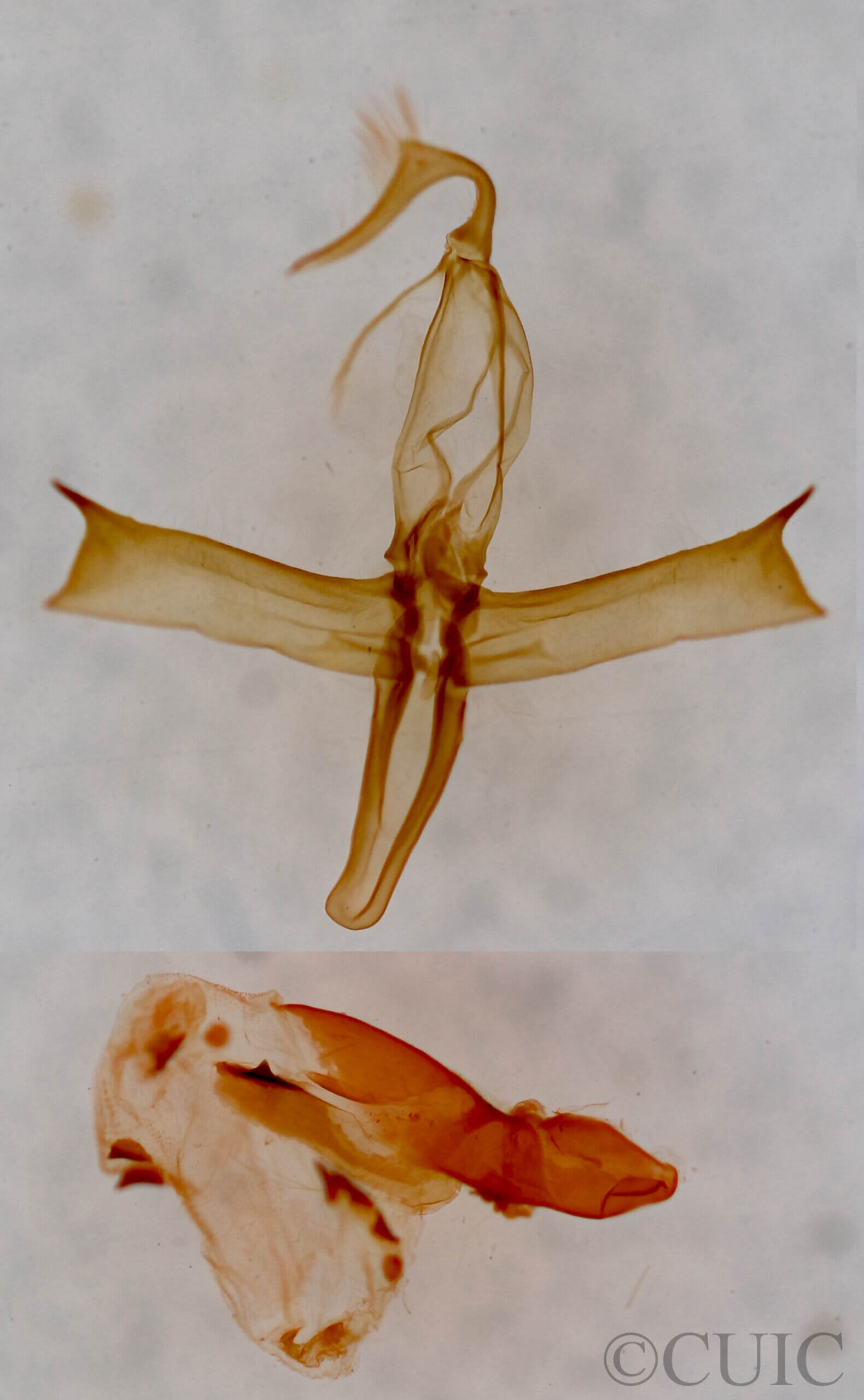 genitalia view of adult Bleptina caradrinalis