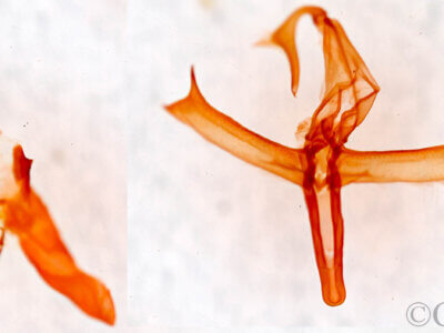 genitalia view of adult Bleptina caradrinalis