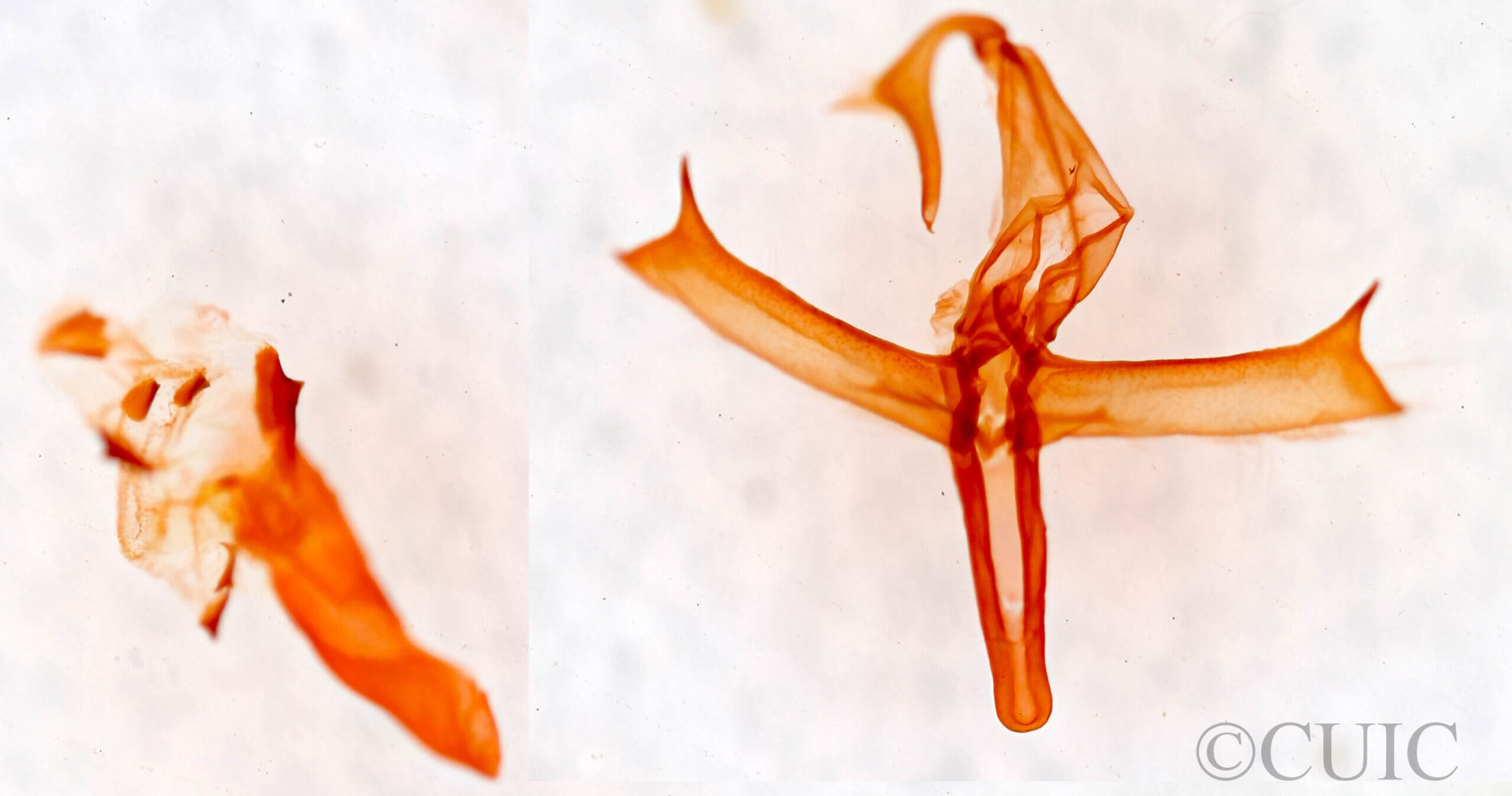 genitalia view of adult Bleptina caradrinalis