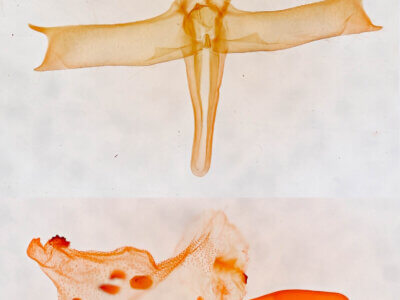 genitalia view of adult Bleptina caradrinalis