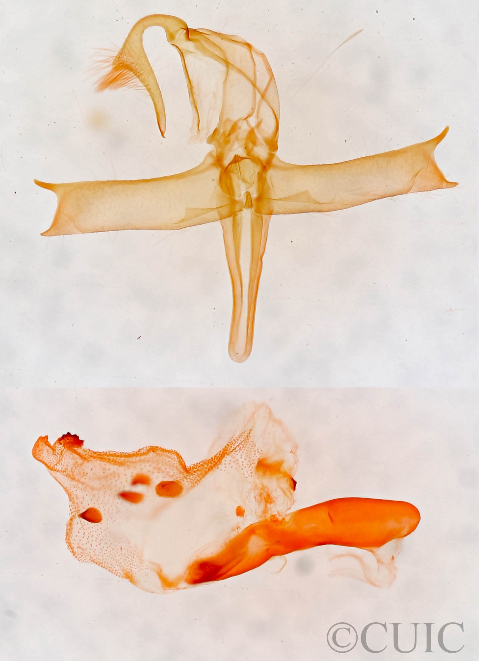genitalia view of adult Bleptina caradrinalis