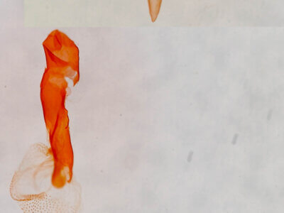 genitalia view of adult Bleptina inferior