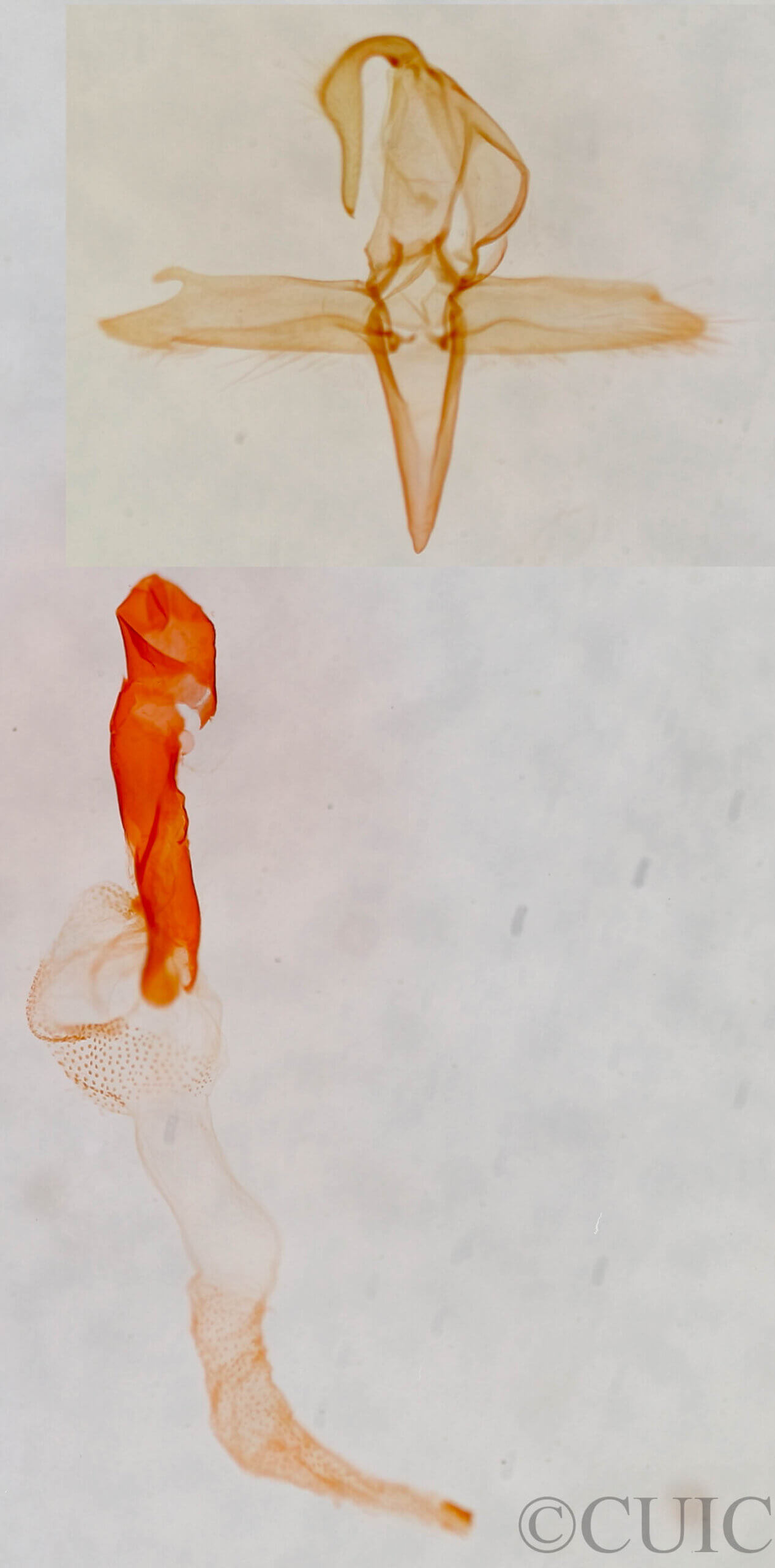 genitalia view of adult Bleptina inferior
