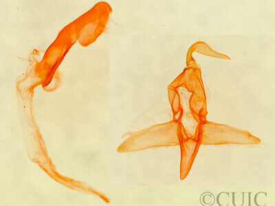 genitalia view of adult Bleptina inferior