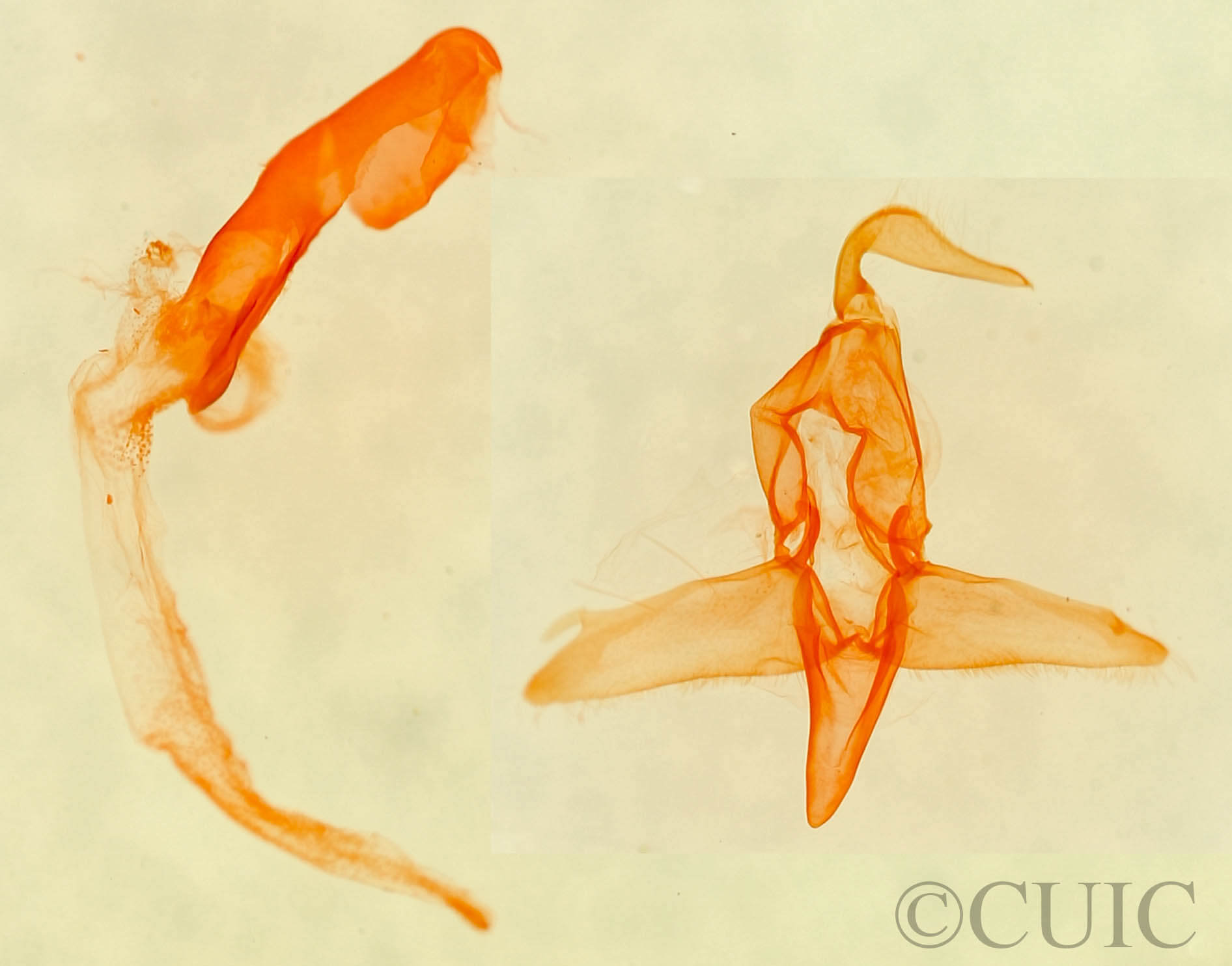 genitalia view of adult Bleptina inferior