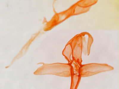 genitalia view of adult Bleptina inferior