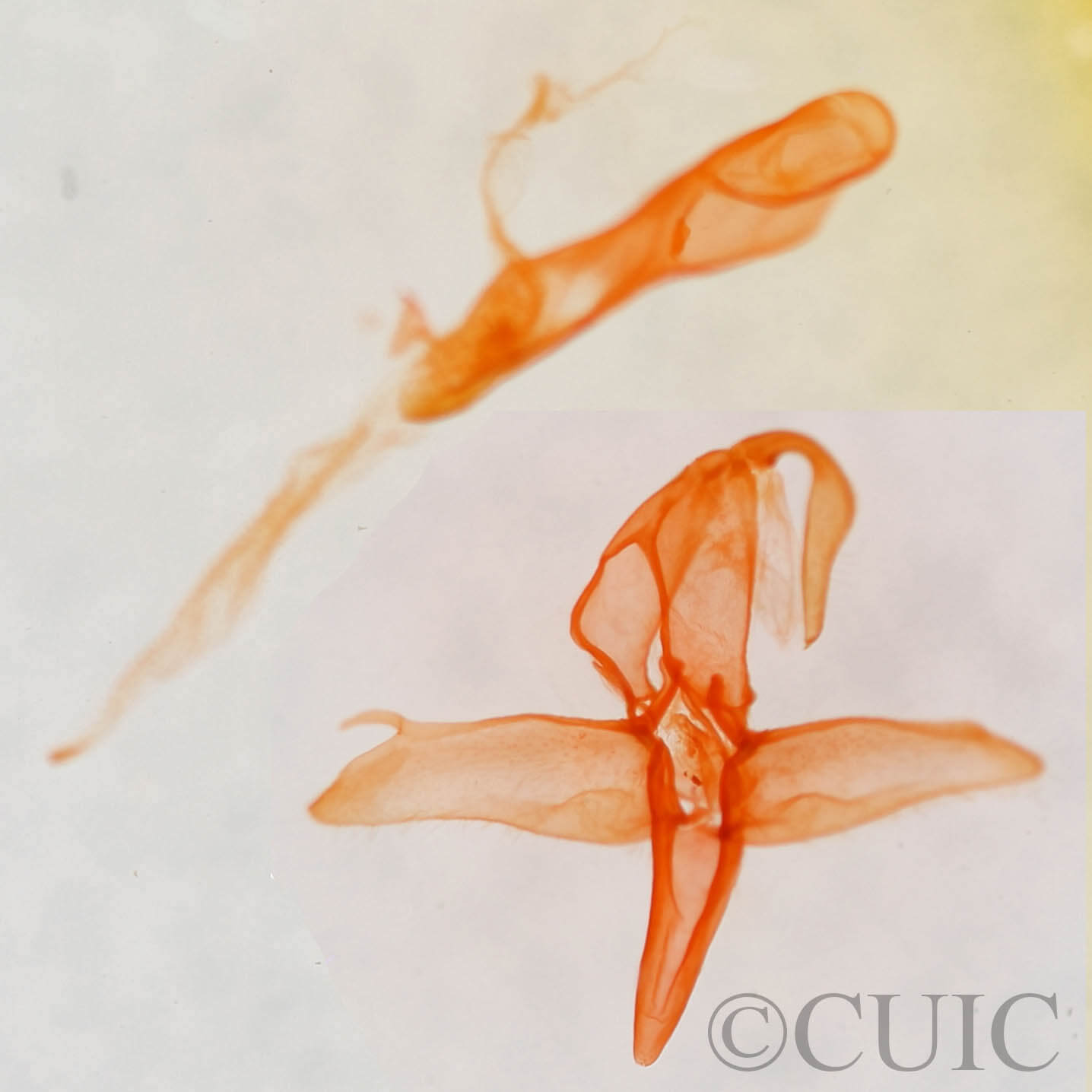 genitalia view of adult Bleptina inferior