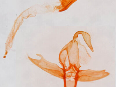 genitalia view of adult Bleptina inferior