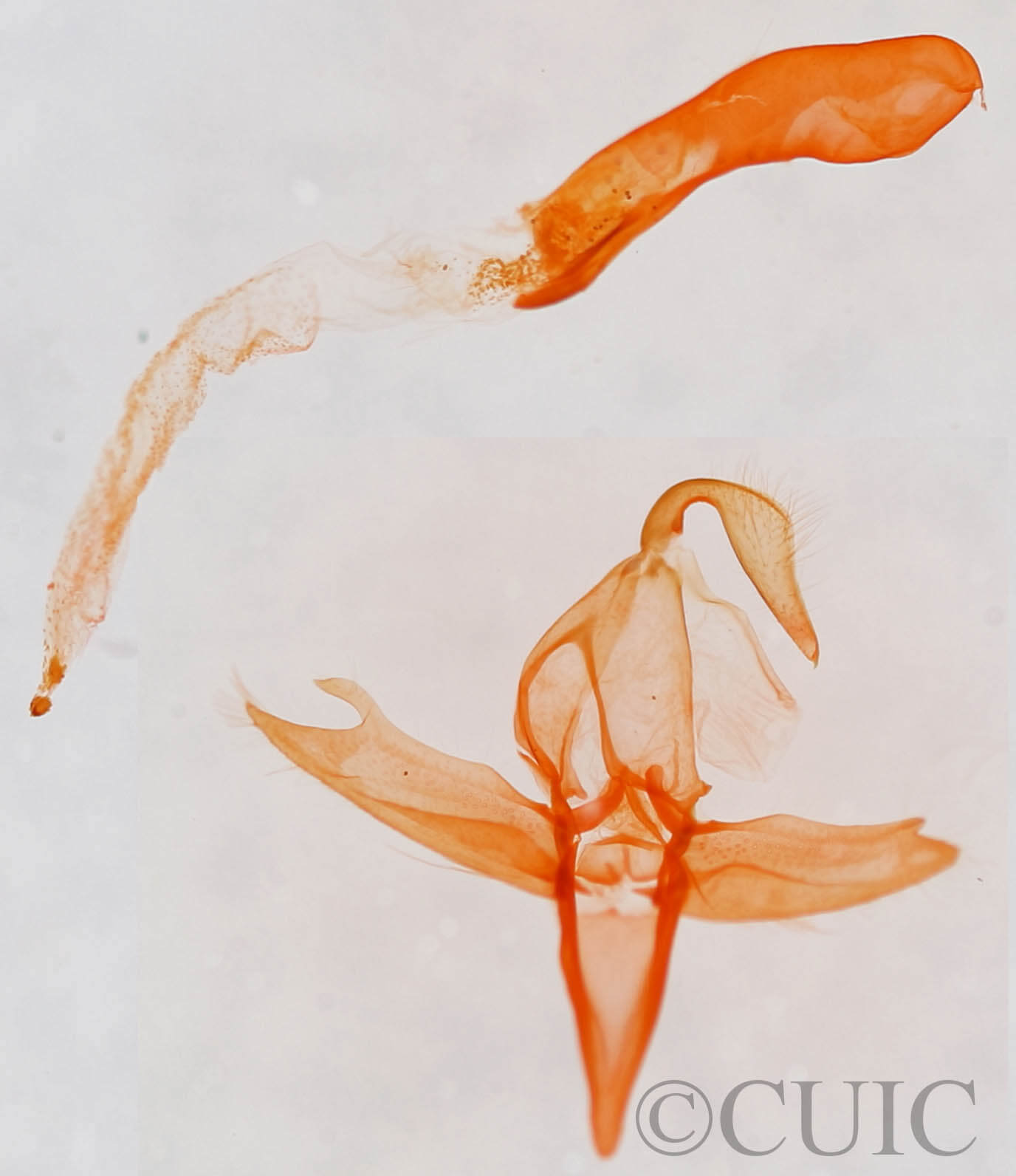 genitalia view of adult Bleptina inferior