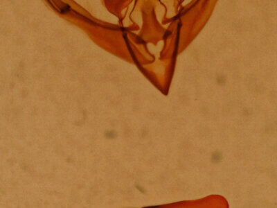 genitalia view of adult Hillia maida