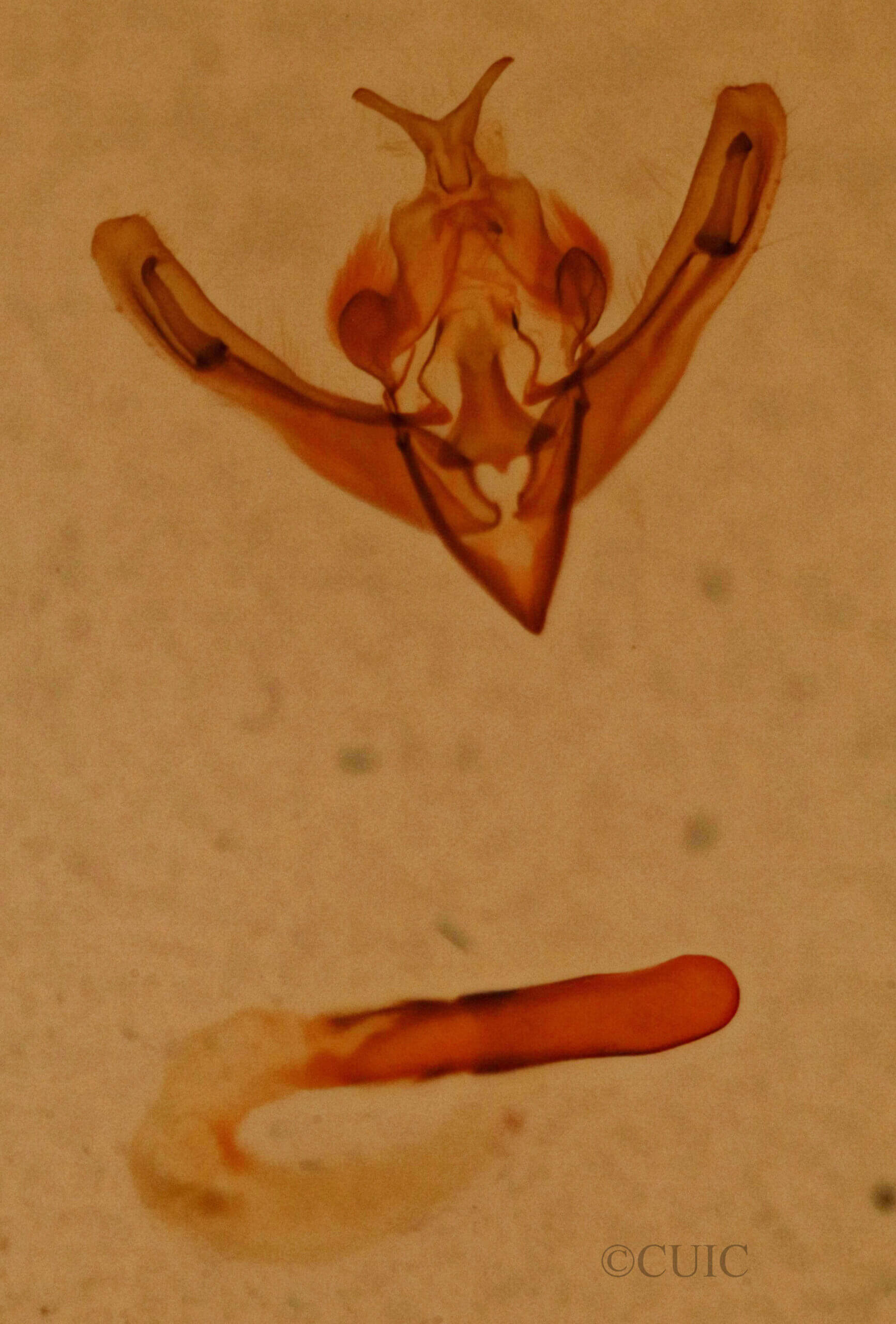 genitalia view of adult Hillia maida
