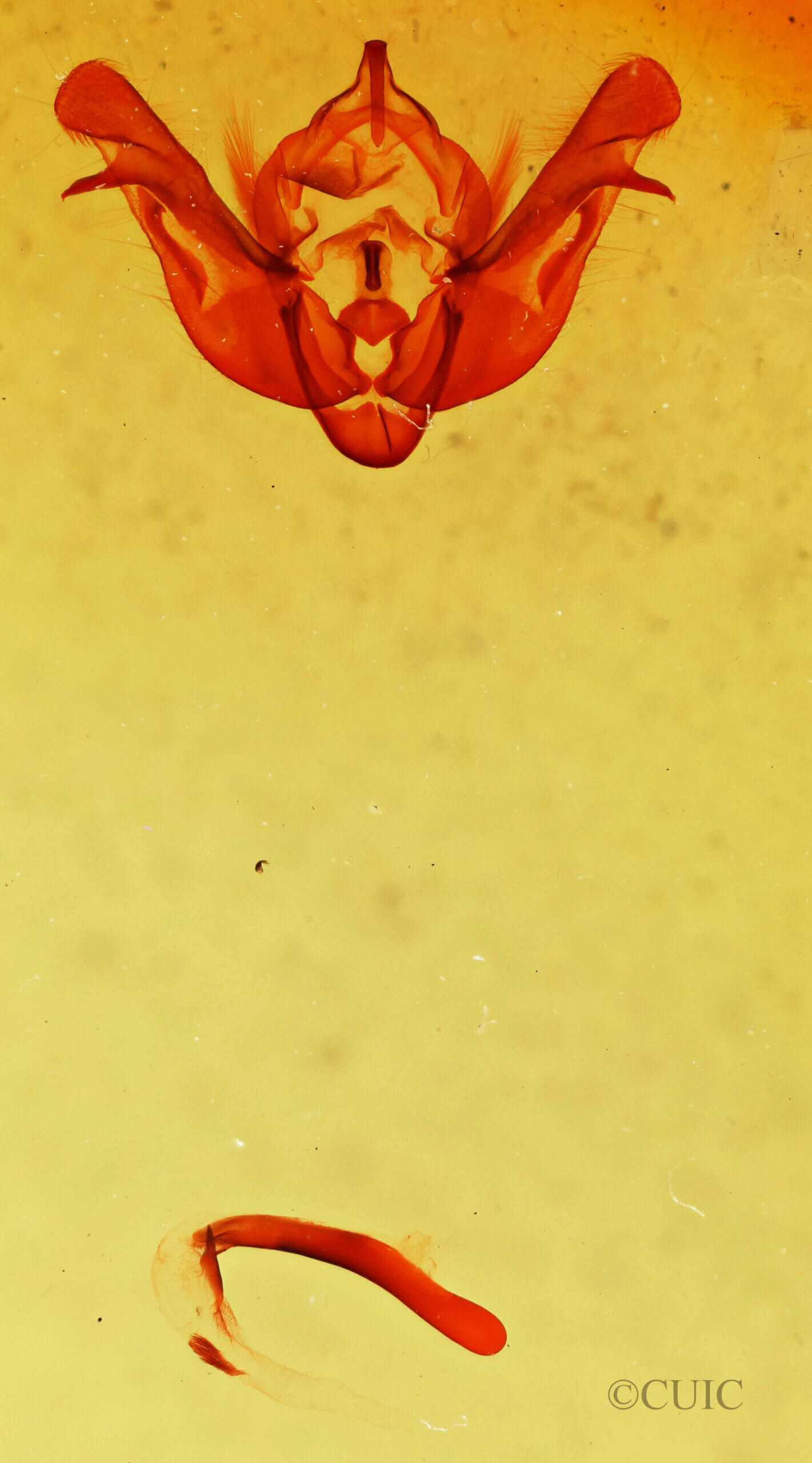 genitalia view of adult Eremobina claudens