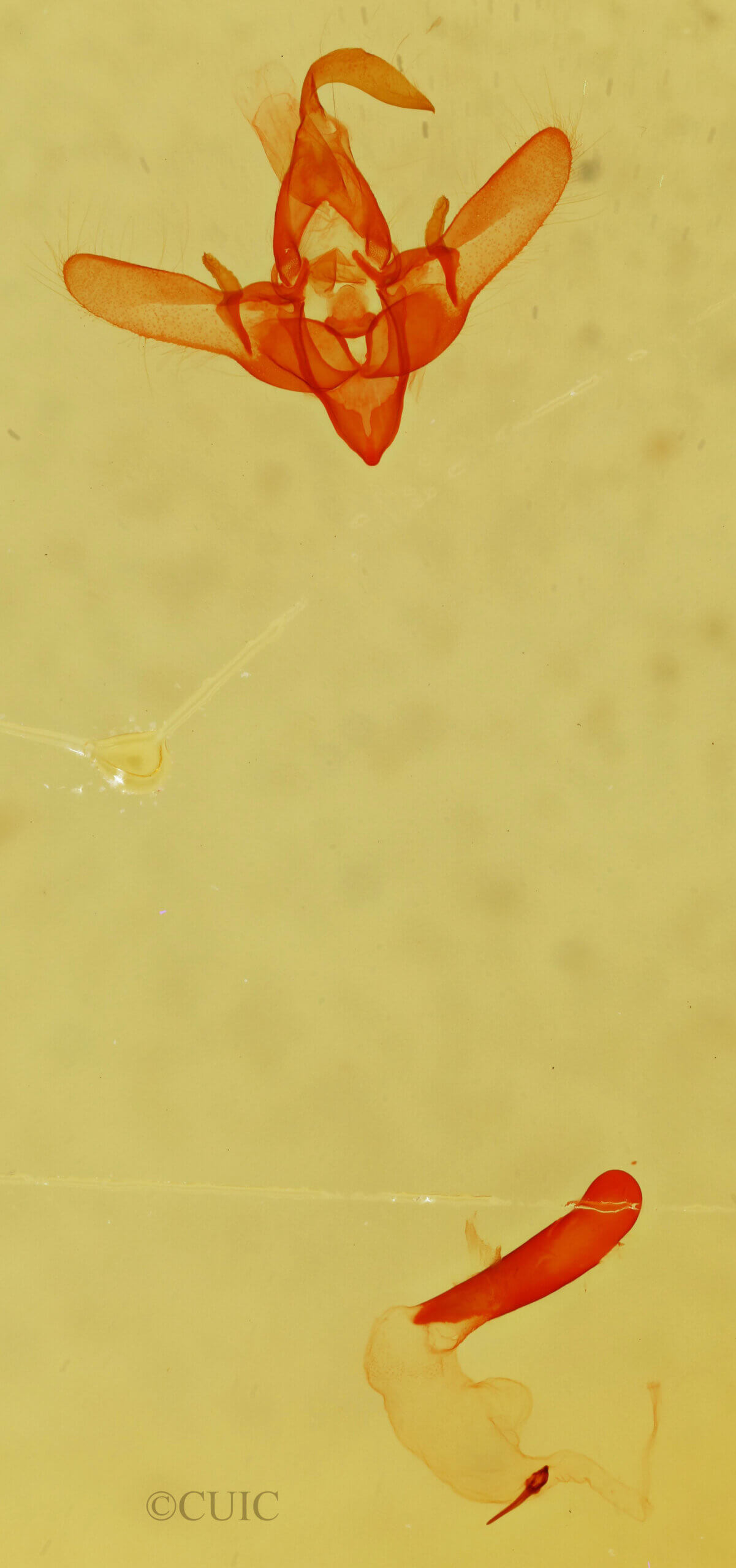 genitalia view of adult Cosmia sp.