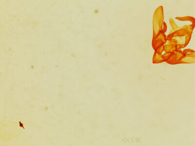 genitalia view of adult Cosmia sp.