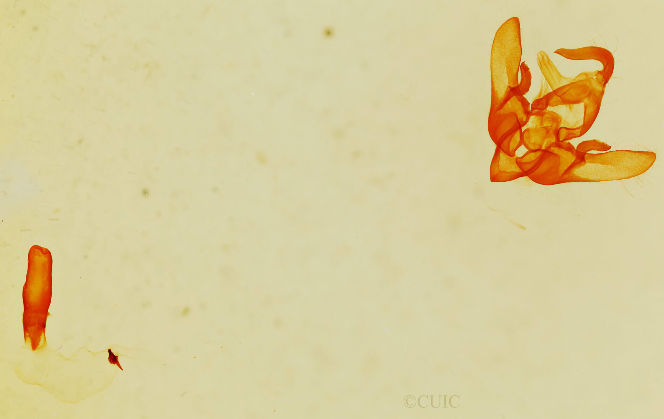 genitalia view of adult Cosmia sp.