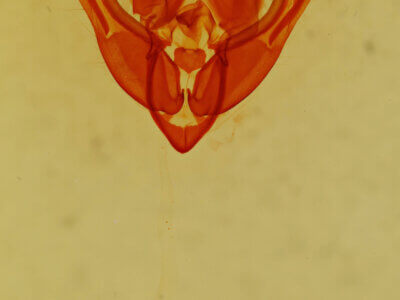 genitalia view of adult Ipimorpha sp.