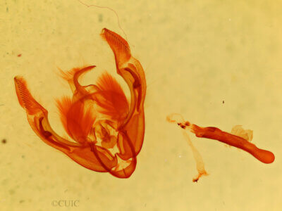 genitalia view of adult Ipimorpha sp.