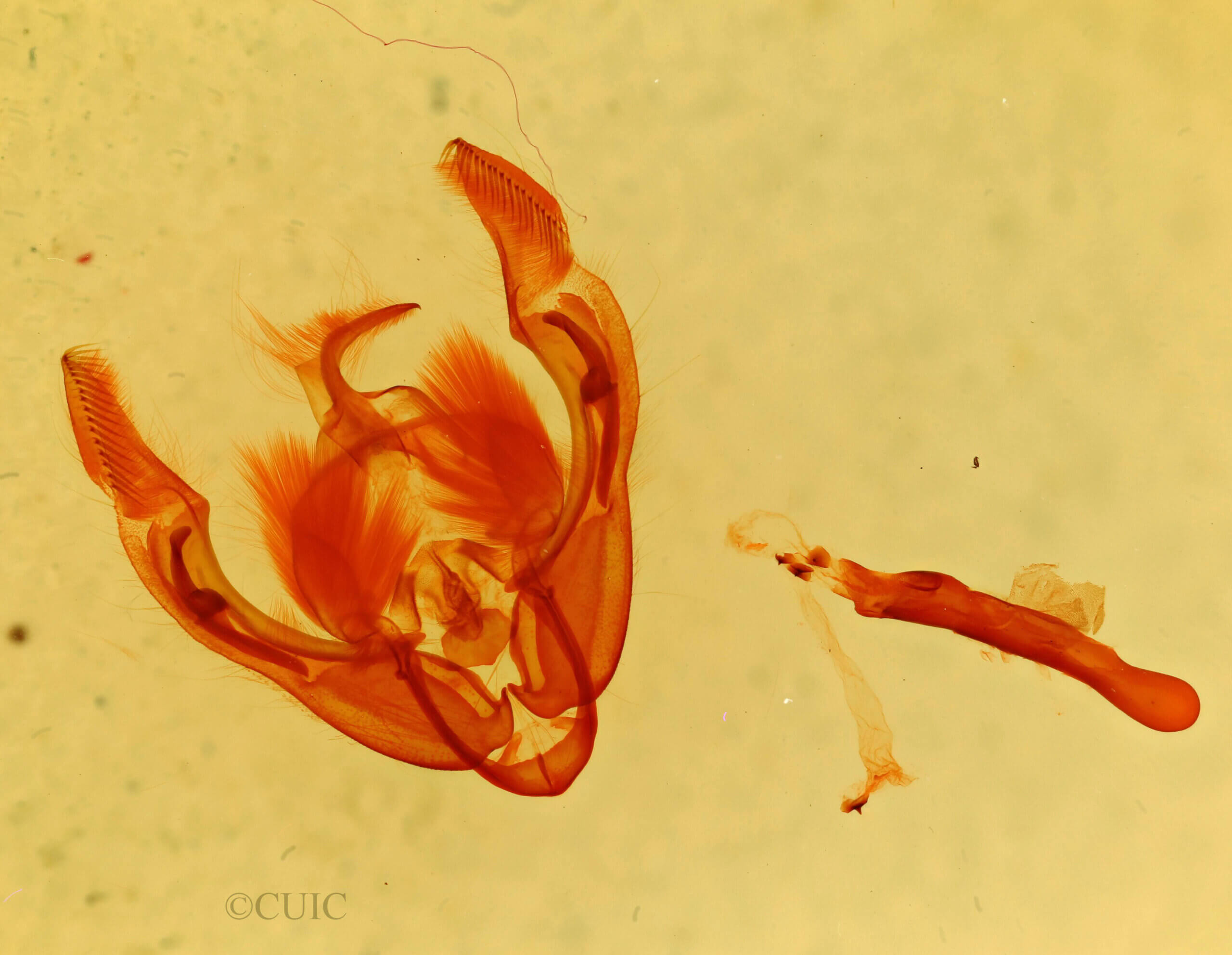 genitalia view of adult Ipimorpha sp.