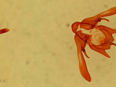 genitalia view of adult Enargia sp.