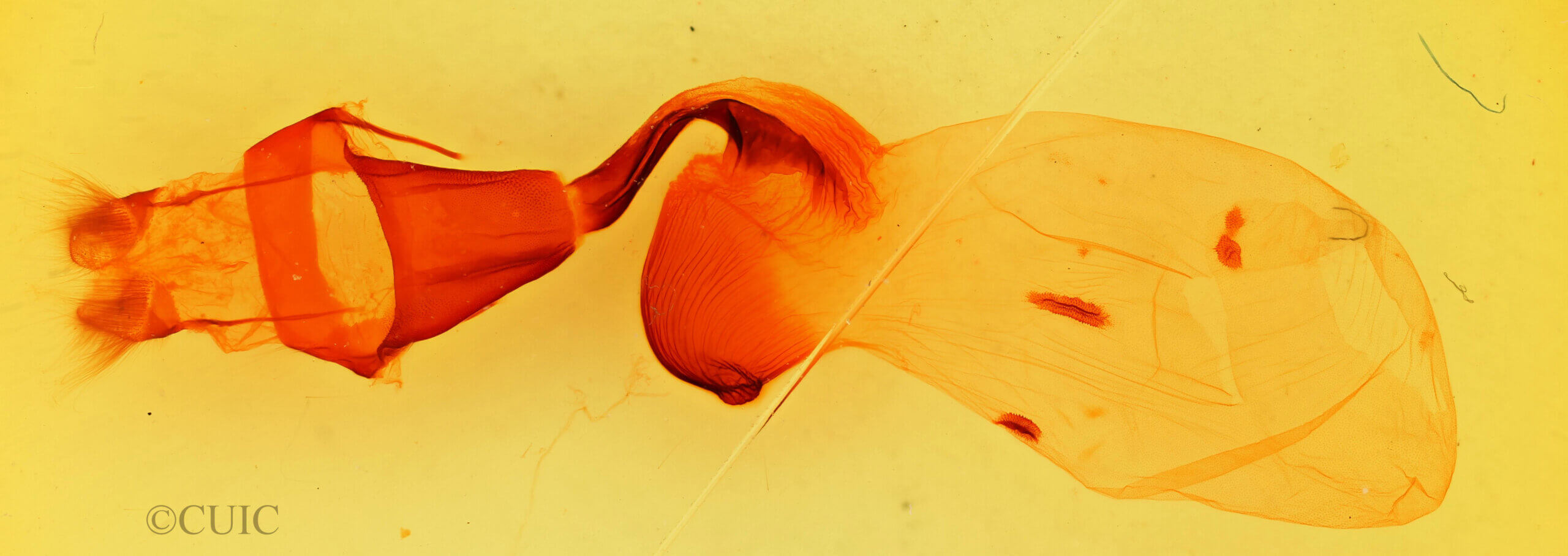 genitalia view of adult Fishia sp.