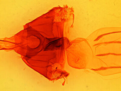 genitalia view of adult Sutyna privata