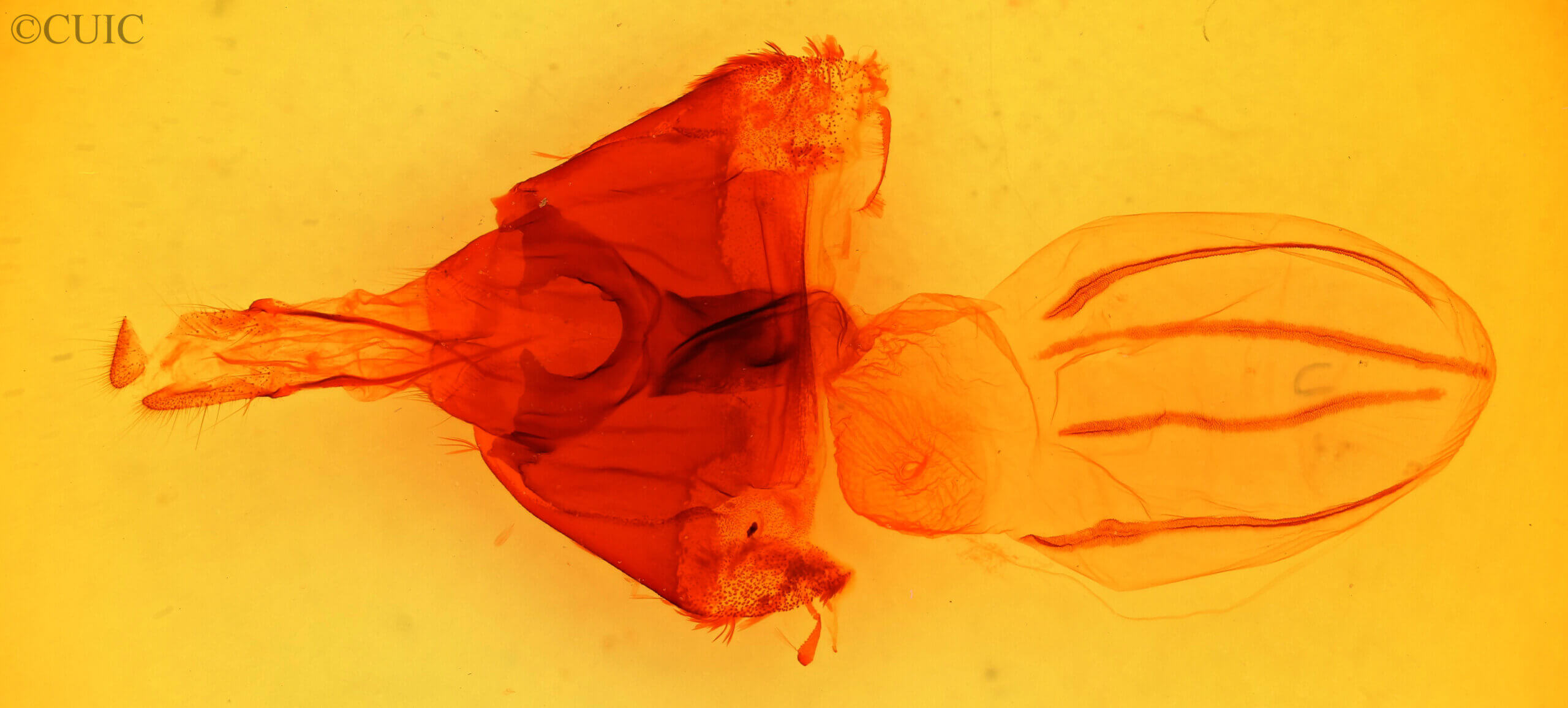 genitalia view of adult Sutyna privata