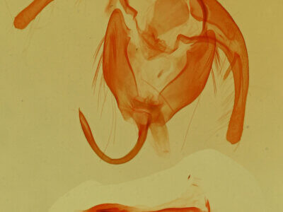 genitalia view of adult Lithacodia phya