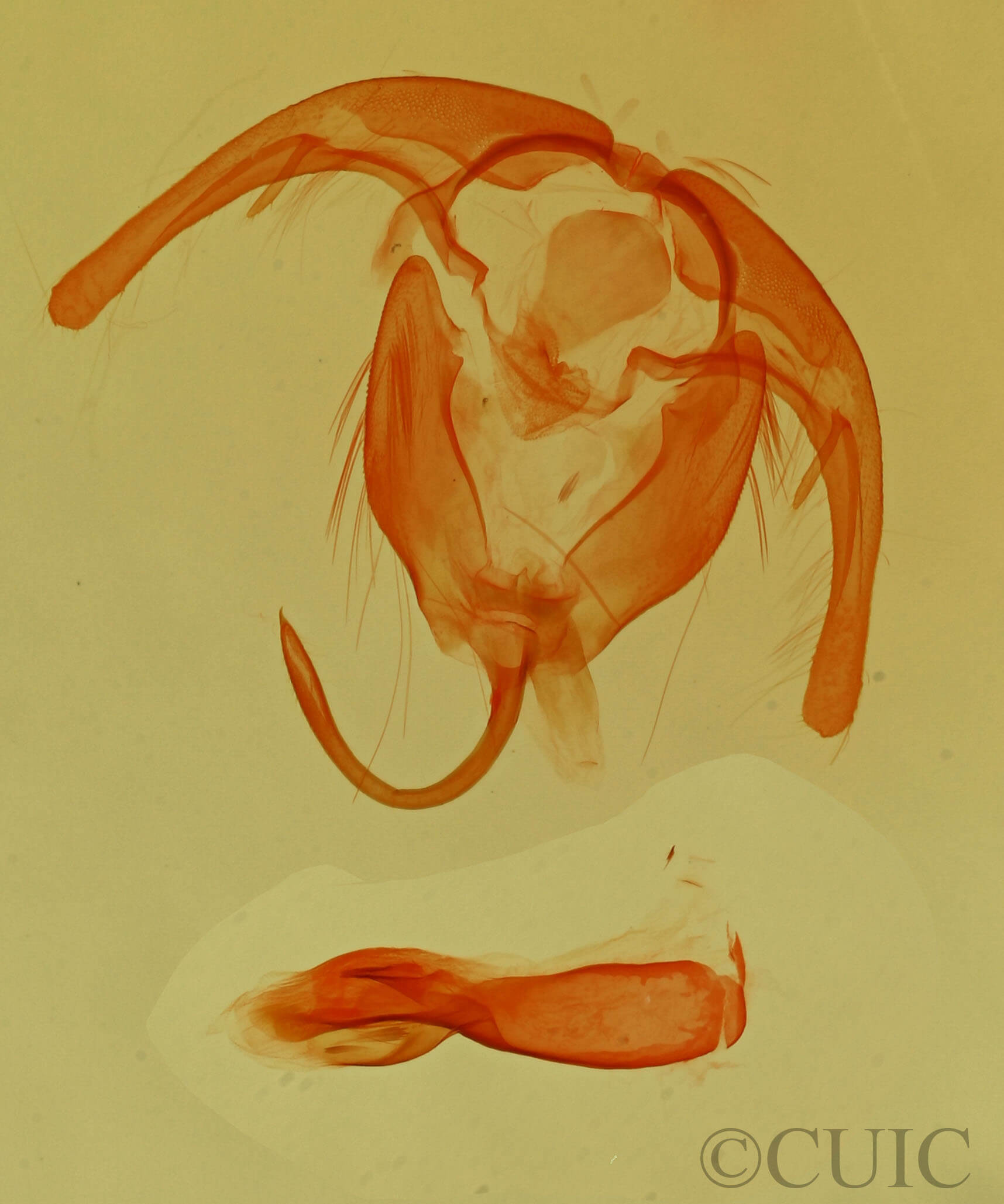 genitalia view of adult Lithacodia phya