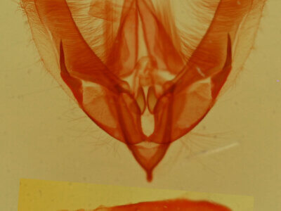 genitalia view of adult Pseudeustrotia indeterminata