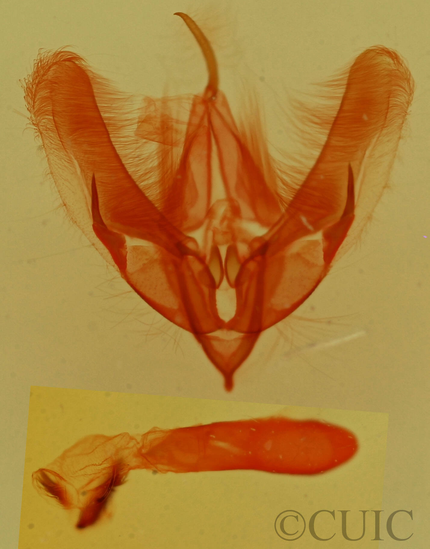 genitalia view of adult Pseudeustrotia indeterminata