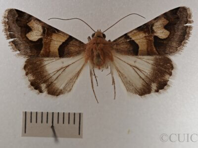 dorsal view of adult Drasteria pallescens