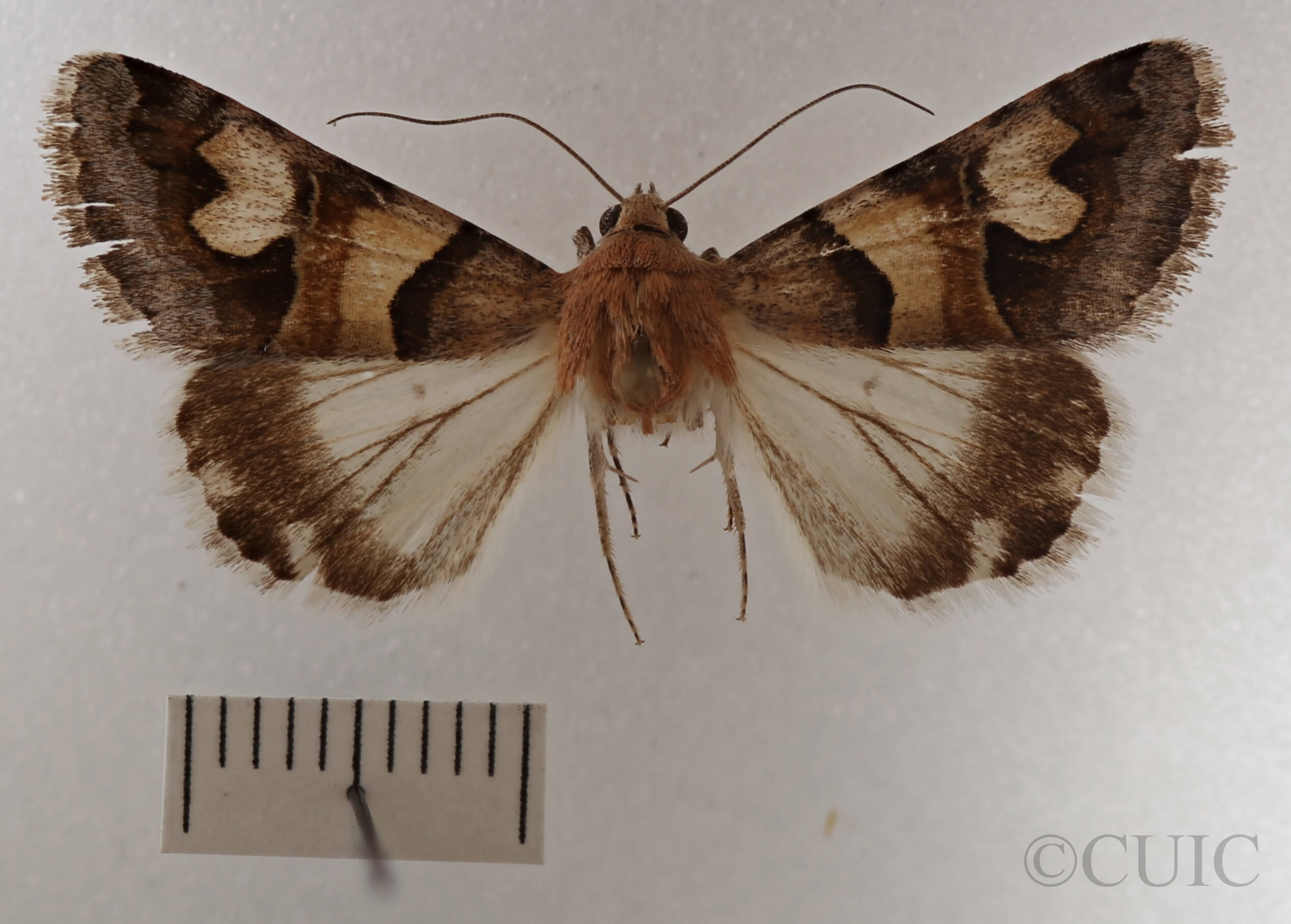 dorsal view of adult Drasteria pallescens