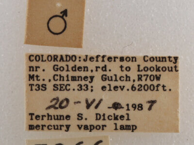 label view of adult Drasteria pallescens