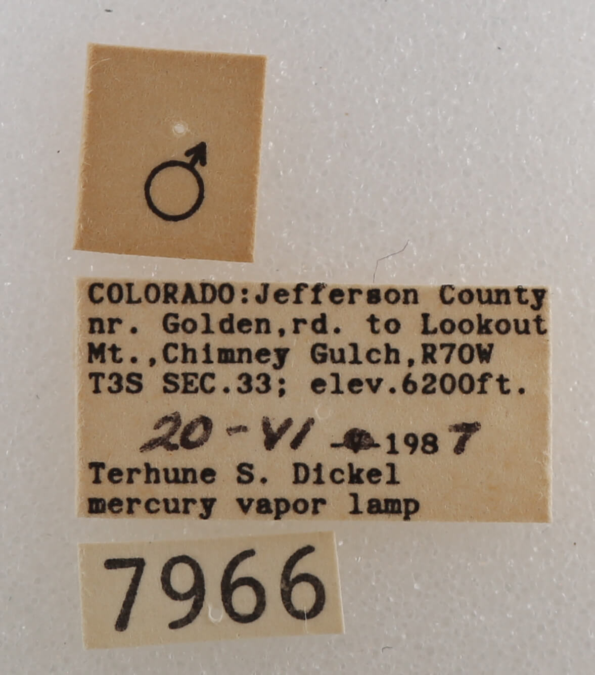 label view of adult Drasteria pallescens