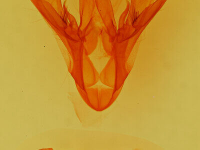 genitalia view of adult Drasteria fumosa