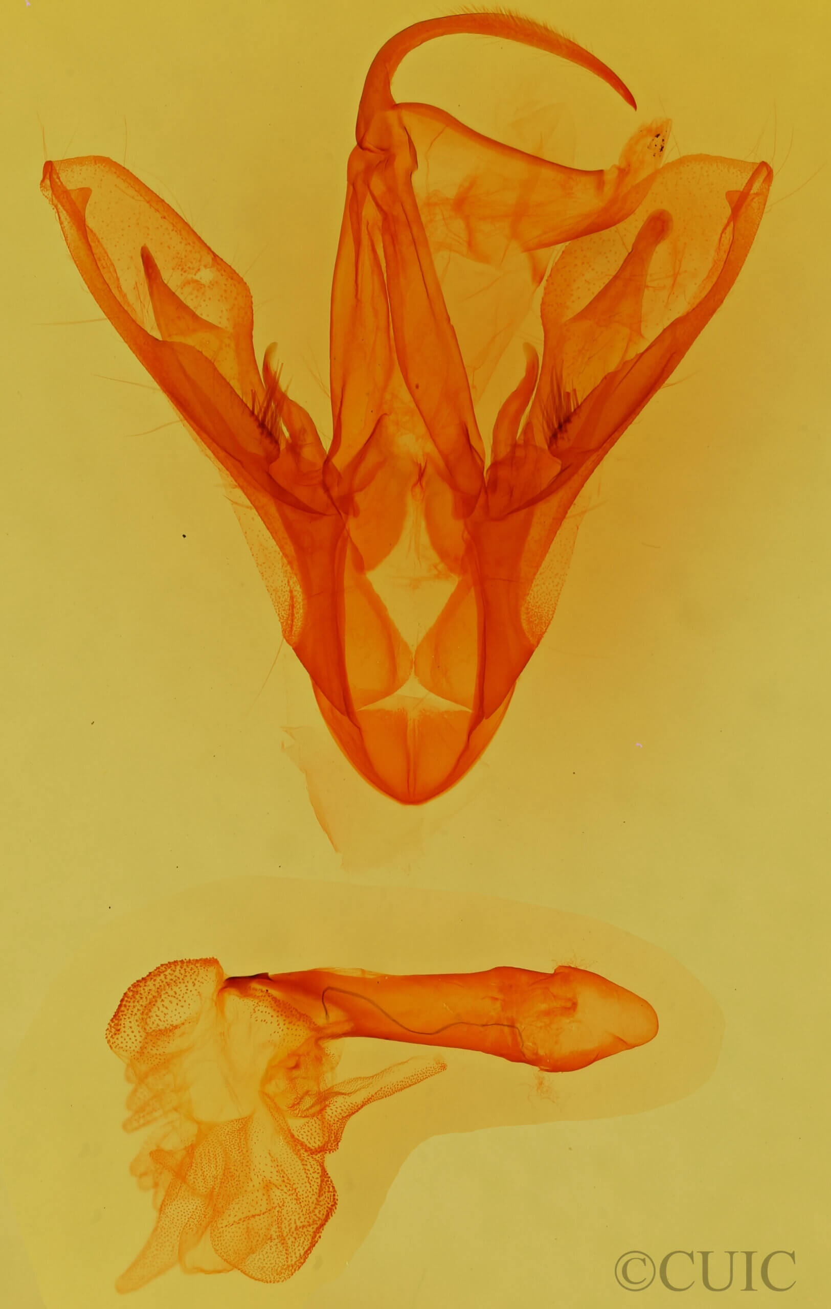 genitalia view of adult Drasteria fumosa