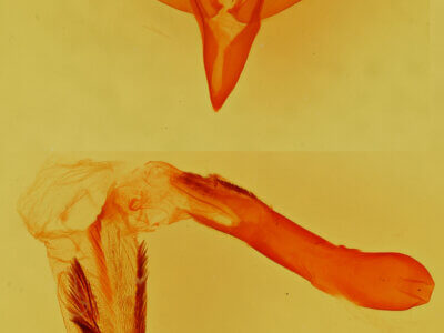 genitalia view of adult Mesogona olivata