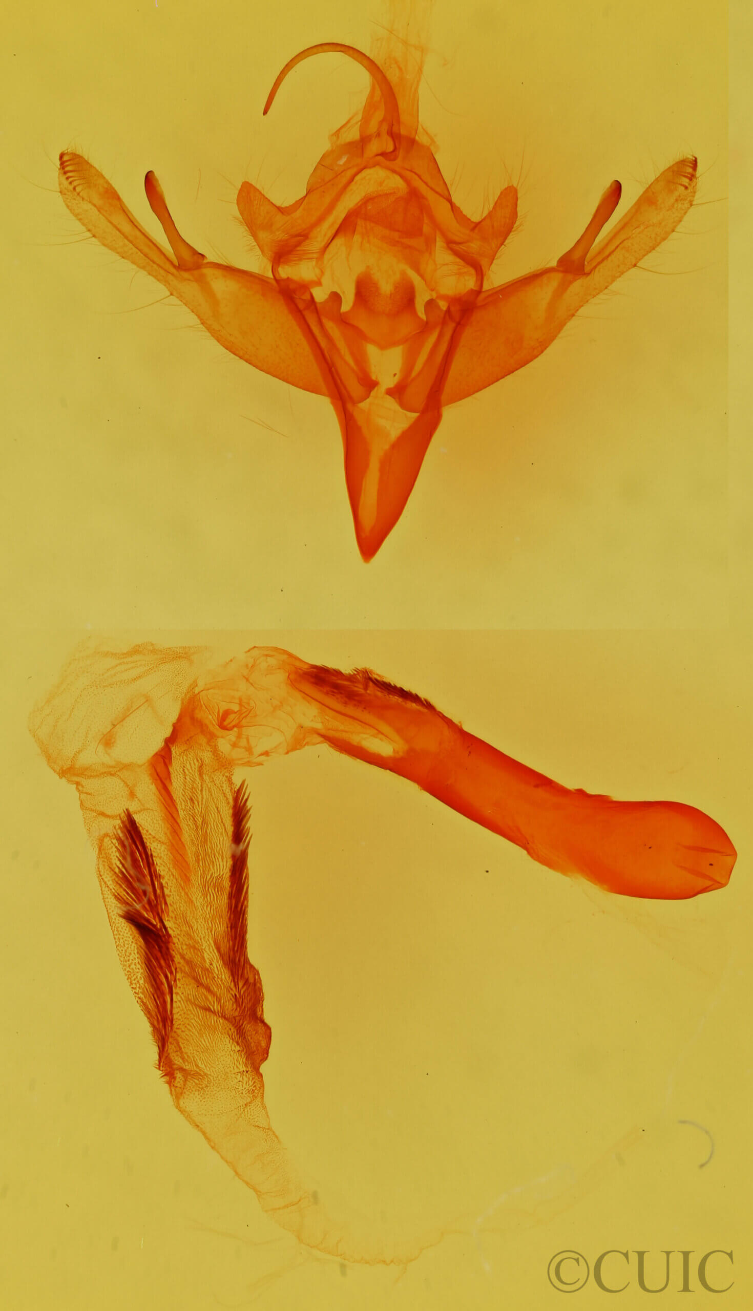 genitalia view of adult Mesogona olivata
