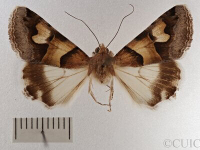 dorsal view of adult Drasteria pallescens