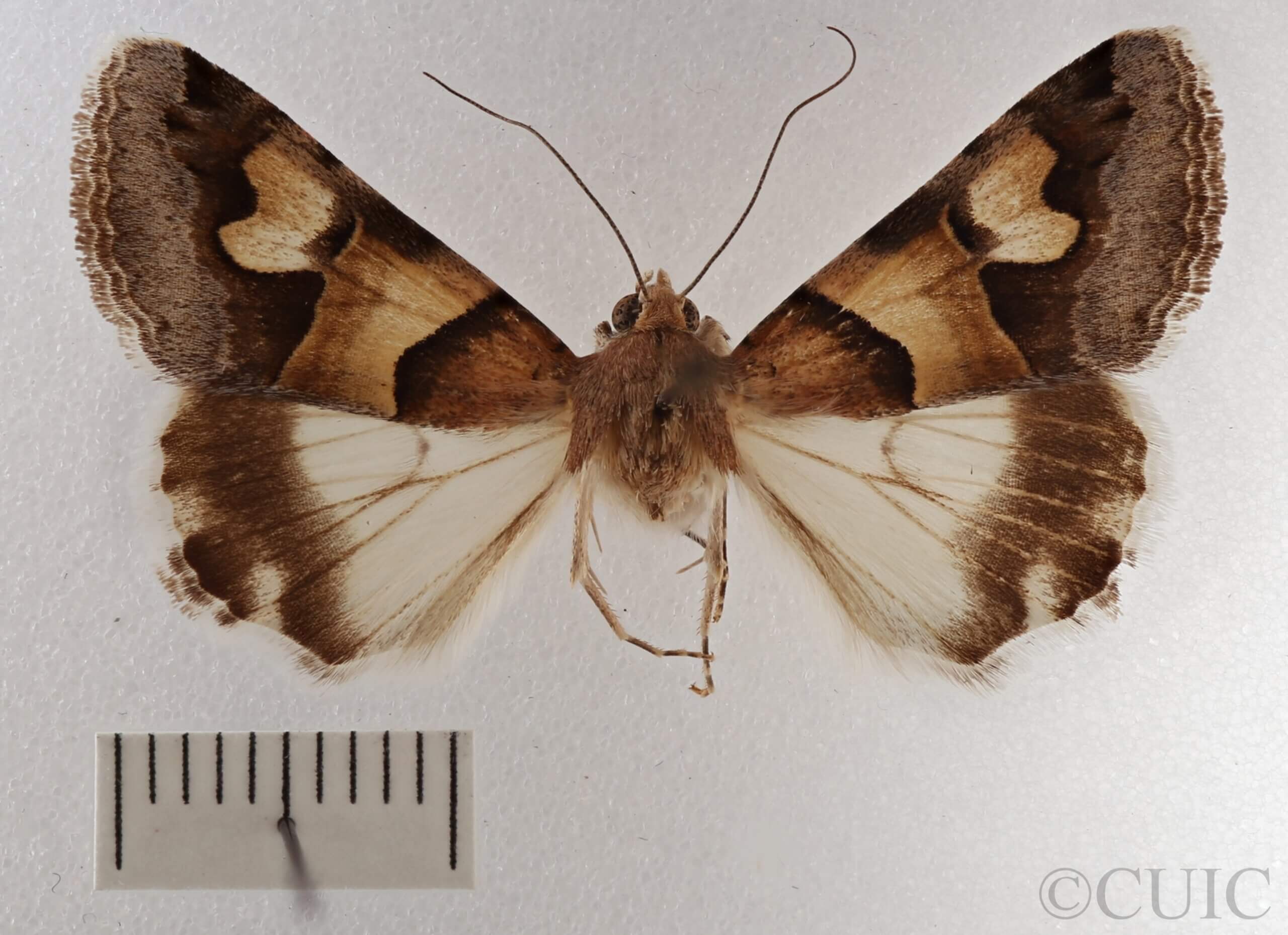 dorsal view of adult Drasteria pallescens