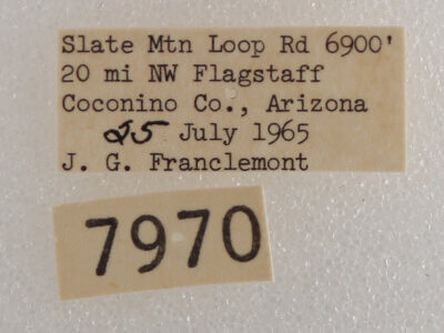 label view of adult Drasteria pallescens