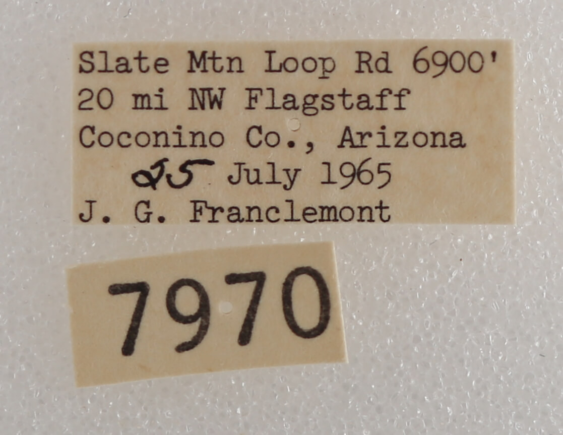 label view of adult Drasteria pallescens
