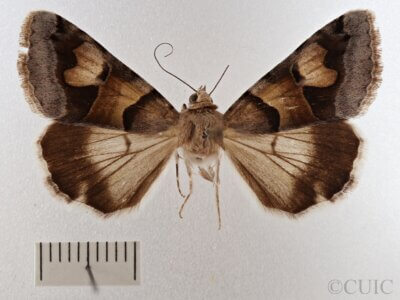 dorsal view of adult Drasteria pallescens