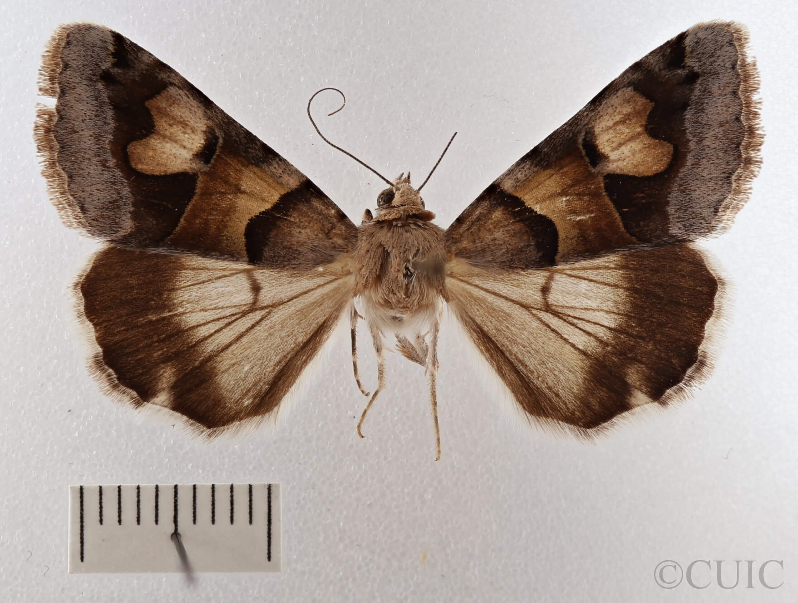 dorsal view of adult Drasteria pallescens