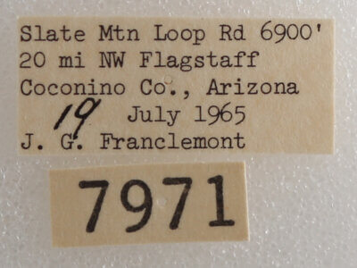 label view of adult Drasteria pallescens