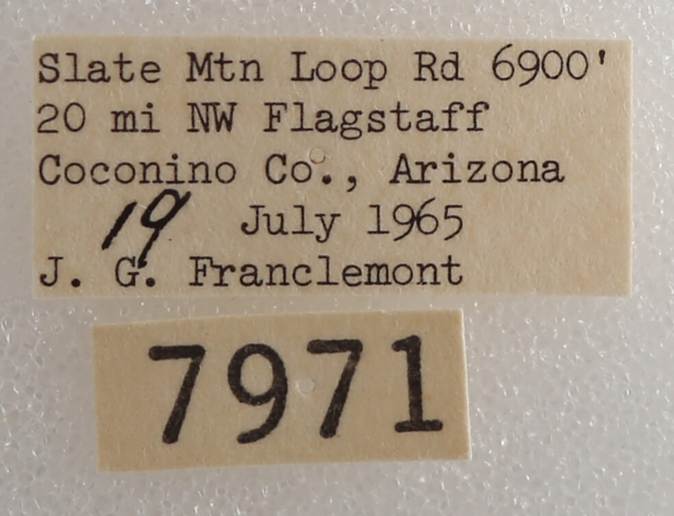 label view of adult Drasteria pallescens