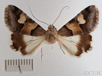 dorsal view of adult Drasteria pallescens