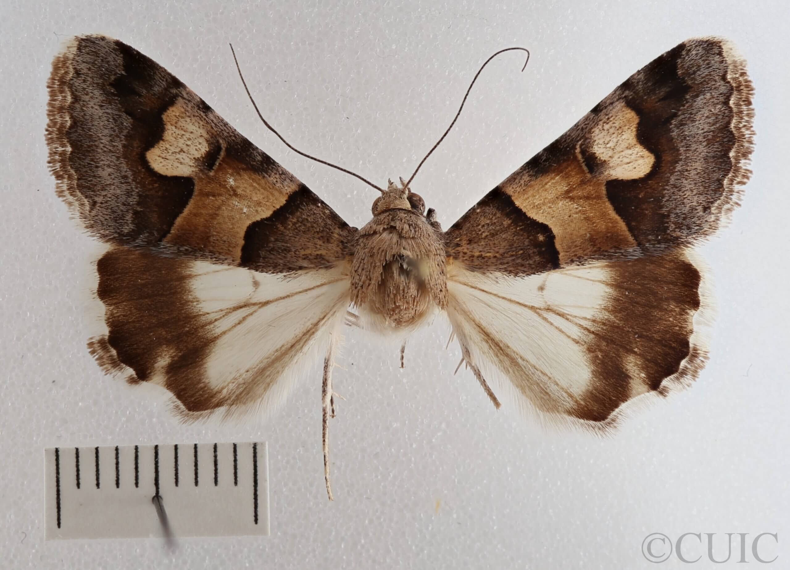 dorsal view of adult Drasteria pallescens