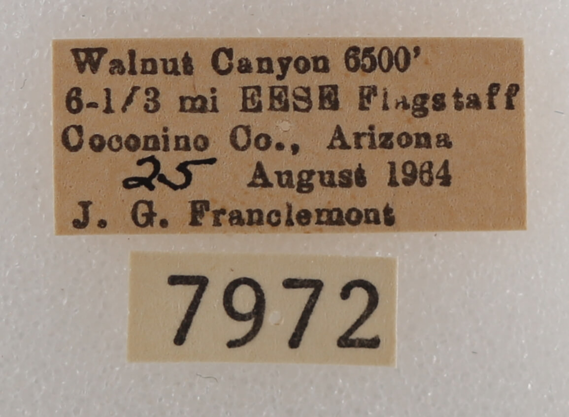 label view of adult Drasteria pallescens