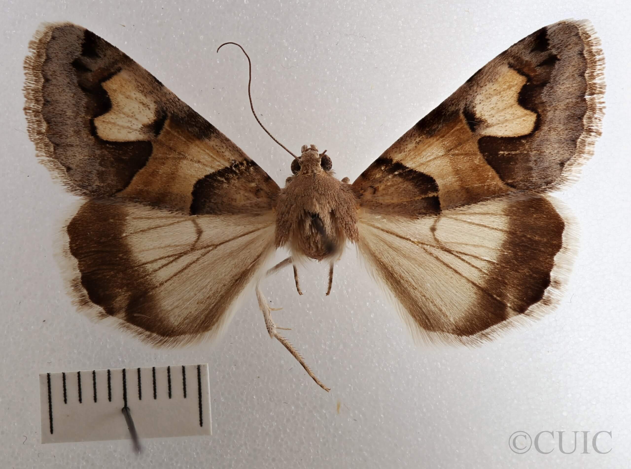 dorsal view of adult Drasteria pallescens